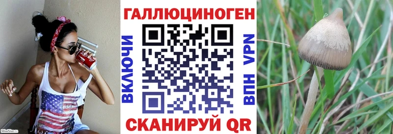 Галлюциногенные грибы Psilocybine cubensis  что такое наркотик  Новочеркасск 